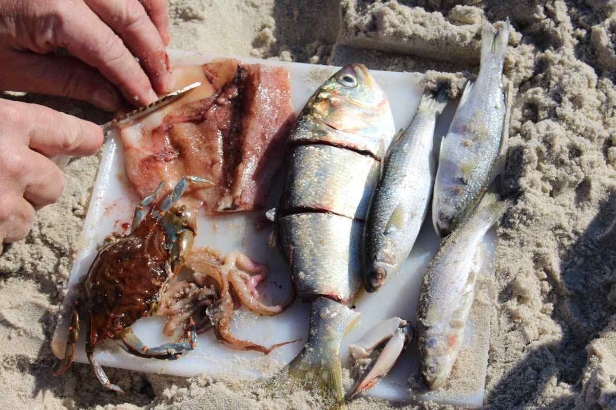 Best Bait for Fish Full Guide OutdoorBravos