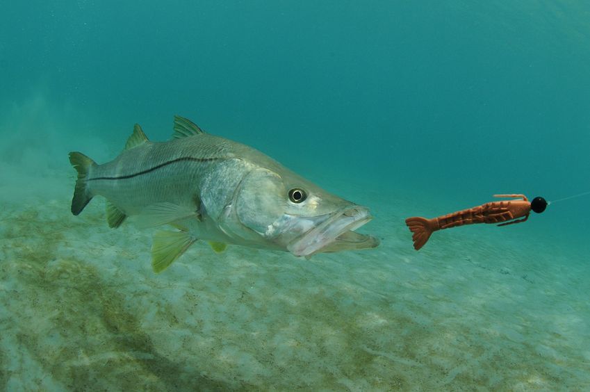 choosing Bait for Fish