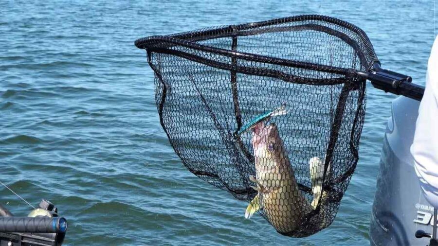Best Fishing Net of All Time: Full Buying Guide