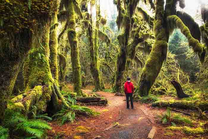 Hoh Rainforest