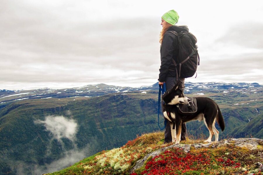 Best Hiking Dogs: Top 10 Breeds For The Trail