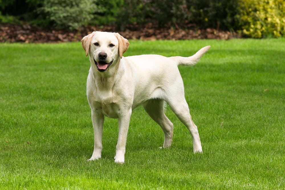 Labrador Retriever as hiking dog