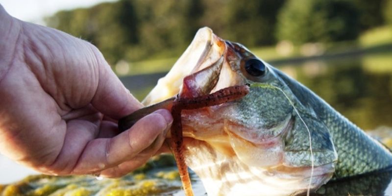 large mouth Bass Fishing