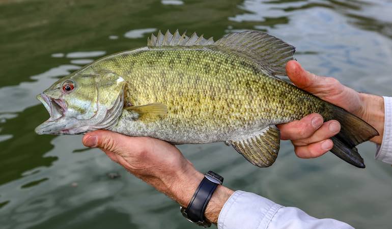 smallmouth Bass Fishing