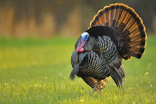 Turkey Hunting