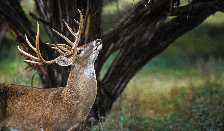 Deer's Sense of Smell