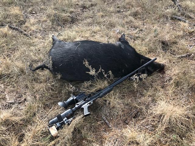 hog hunting